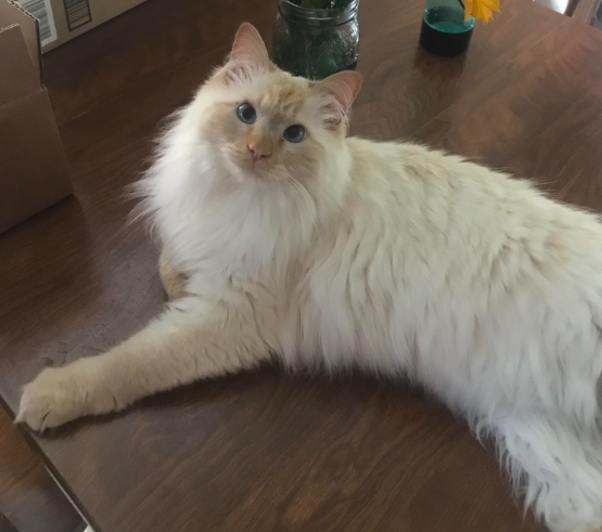 fluffy flame point siamese