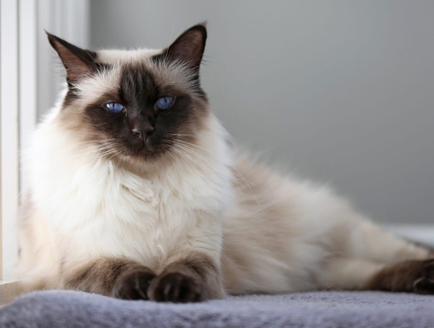 fluffy siamese cat breed