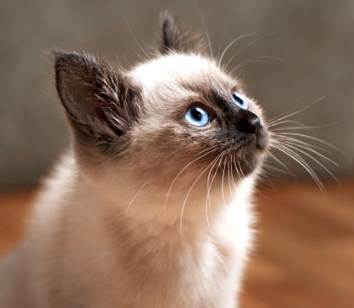 fluffy siamese cat