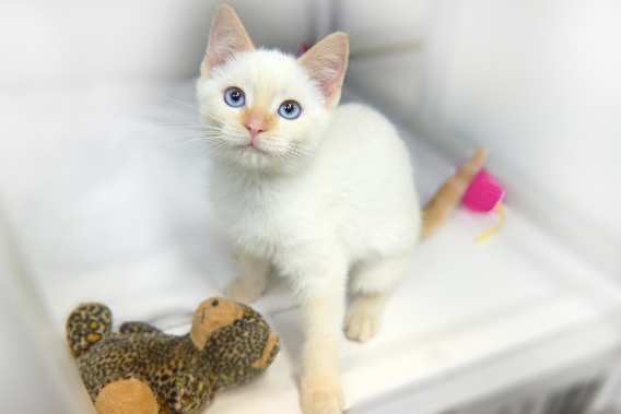 flame point siamese cat for sale