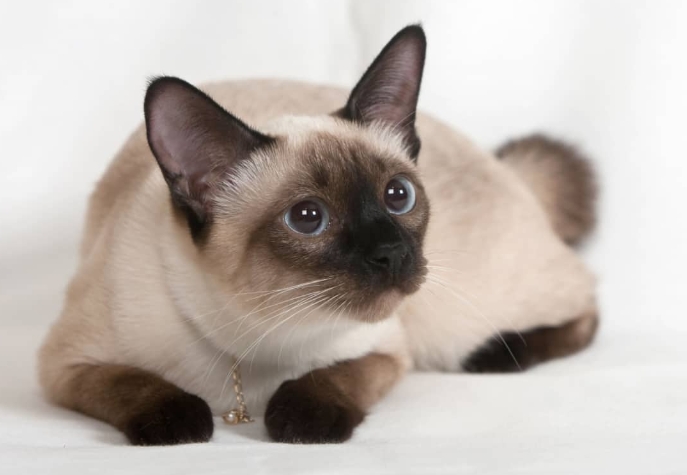 flare point siamese