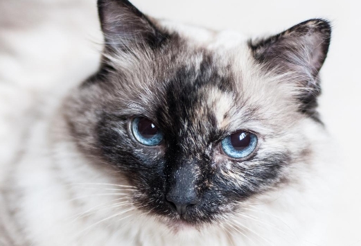 blue point siamese ragdoll