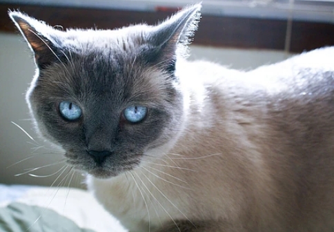 blue point siamese cat