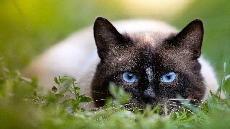 blue point siamese rescue