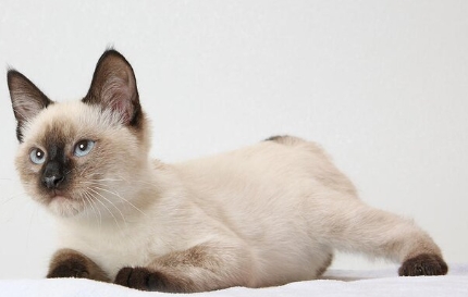 chocolate point siamese cat price