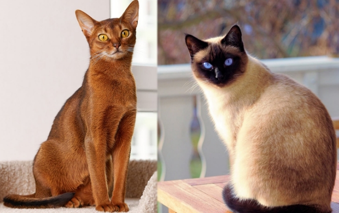 abyssinian siamese cat