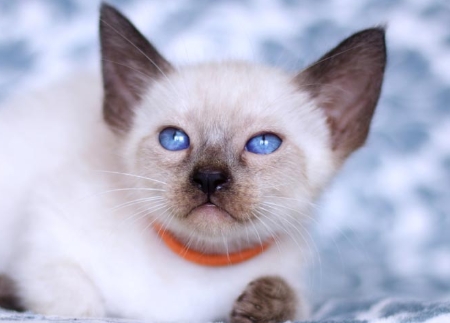 blue point siamese price