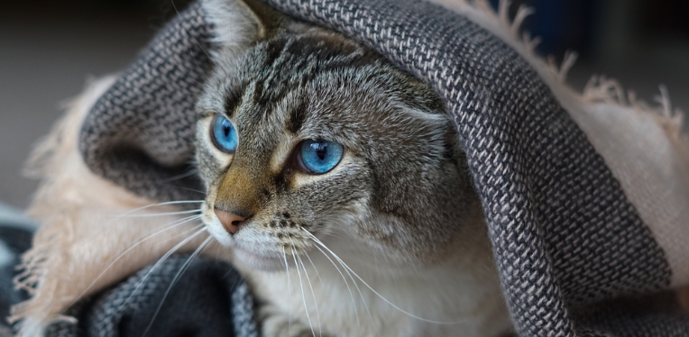 lynx point siamese