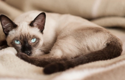 chocolate point siamese cat