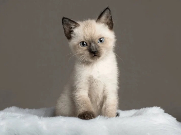 about siamese cat