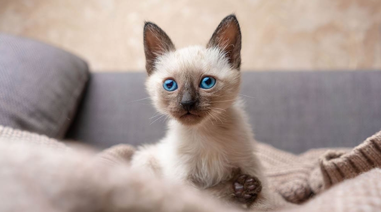 flame point siamese for sale