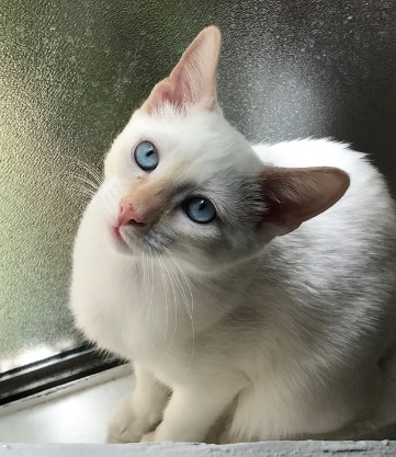 all white siamese cat