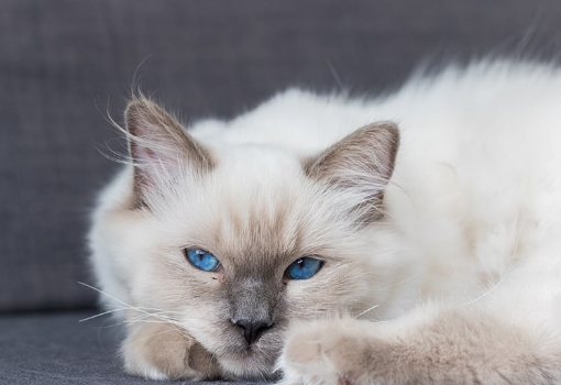 blue point siamese long hair