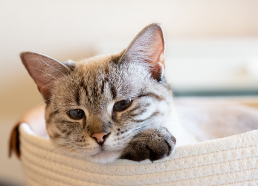 blue point seal point siamese