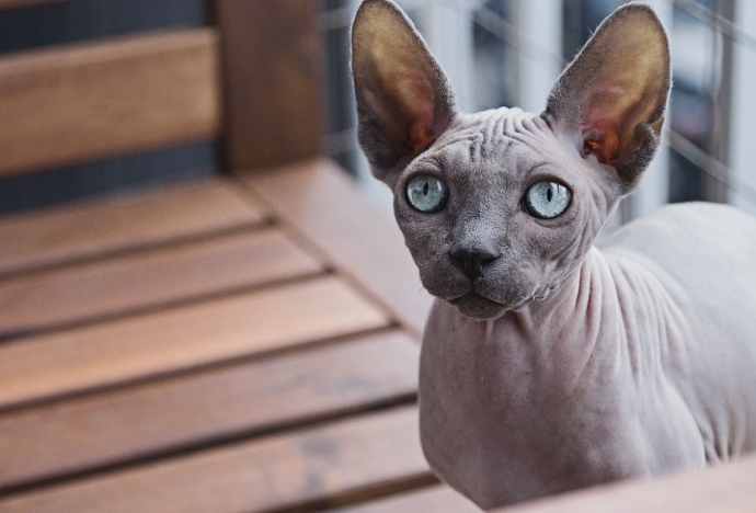 bald siamese cat