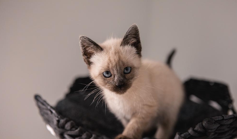 siamese kittens for sale near me craigslist