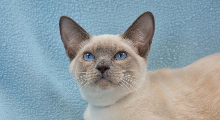 seal point siamese kittens for sale