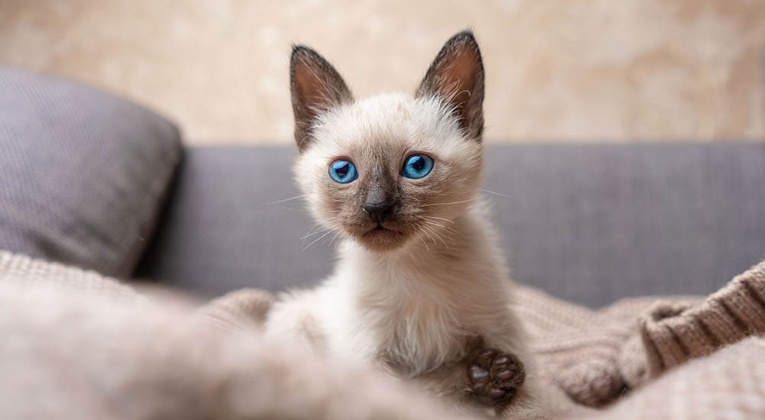 siamese cat breeder