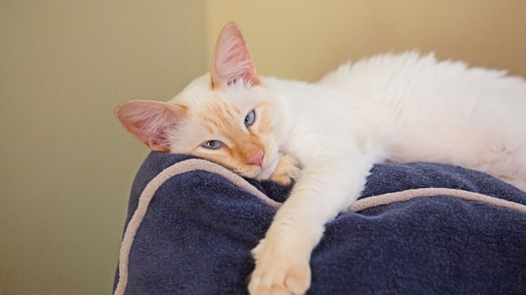 fire point siamese cat