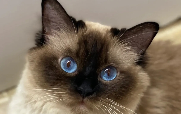 siamese cattery near me