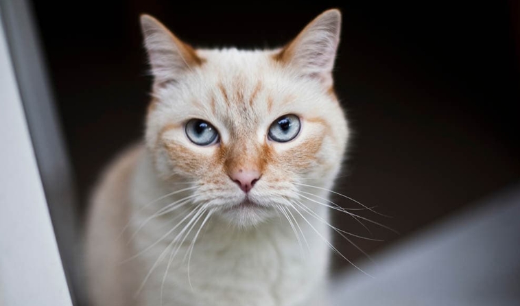 flame point siamese