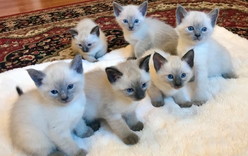 female siamese kittens for sale