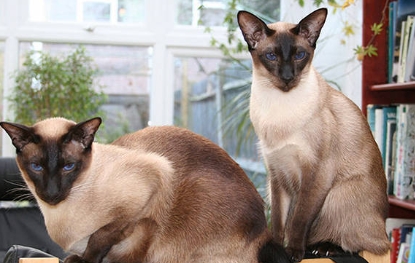 egyptian siamese