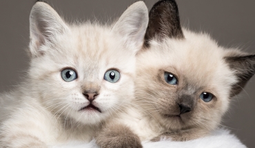 different siamese cats