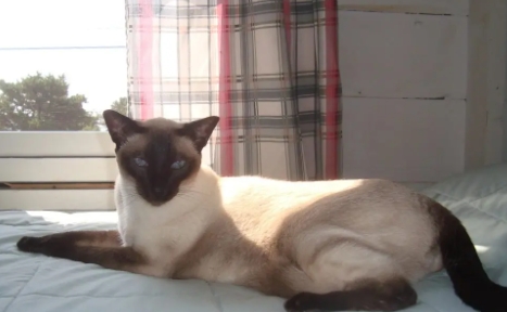 declawed siamese cats for adoption