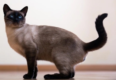 dark seal point siamese