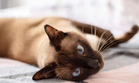 cute siamese cat