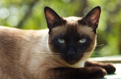 cost of a siamese cat