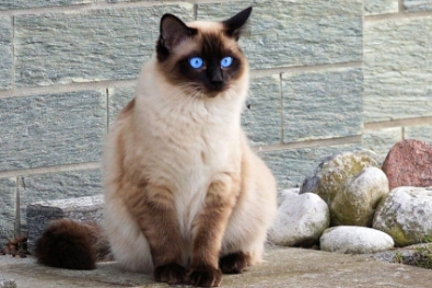 colorpoint siamese