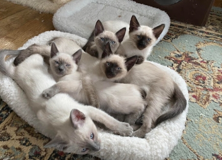 classic siamese kittens for sale