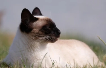 classic jewels siamese