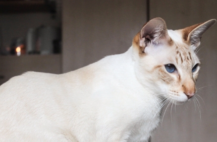 cinnamon point siamese