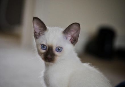 chocolate siamese kitten