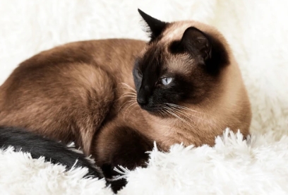 chocolate siamese