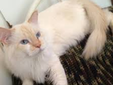 flame point siamese long hair