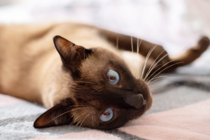 chocolate brown siamese cat