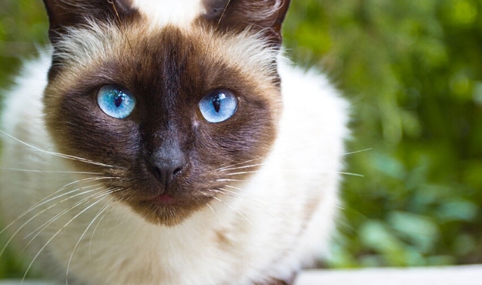 a siamese cat