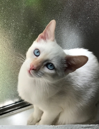 albino siamese cat