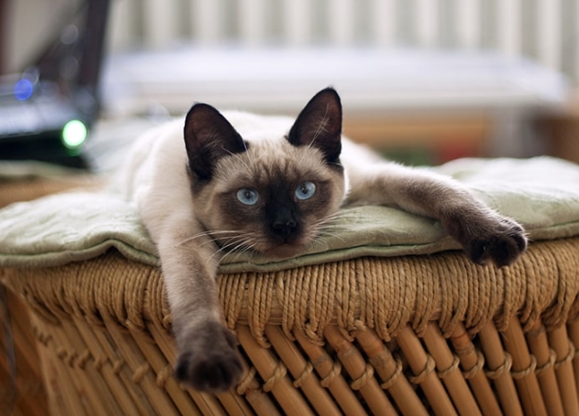 all about siamese cats