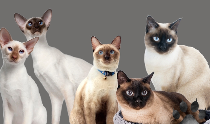 all types of siamese cats