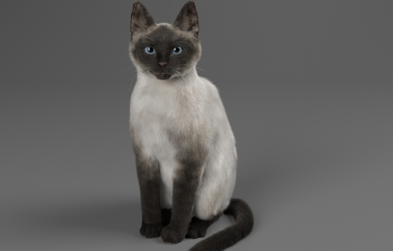 catstube siamese