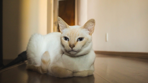 flame point siamese kitten price