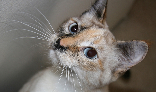 calico siamese cat