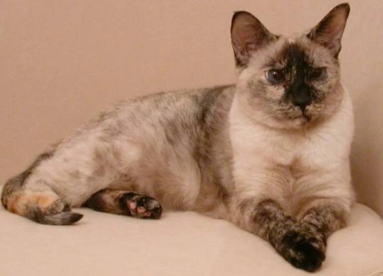 calico cat mixed with siamese