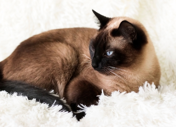 burmese siamese