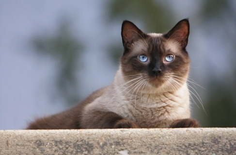 brown siamese cat price